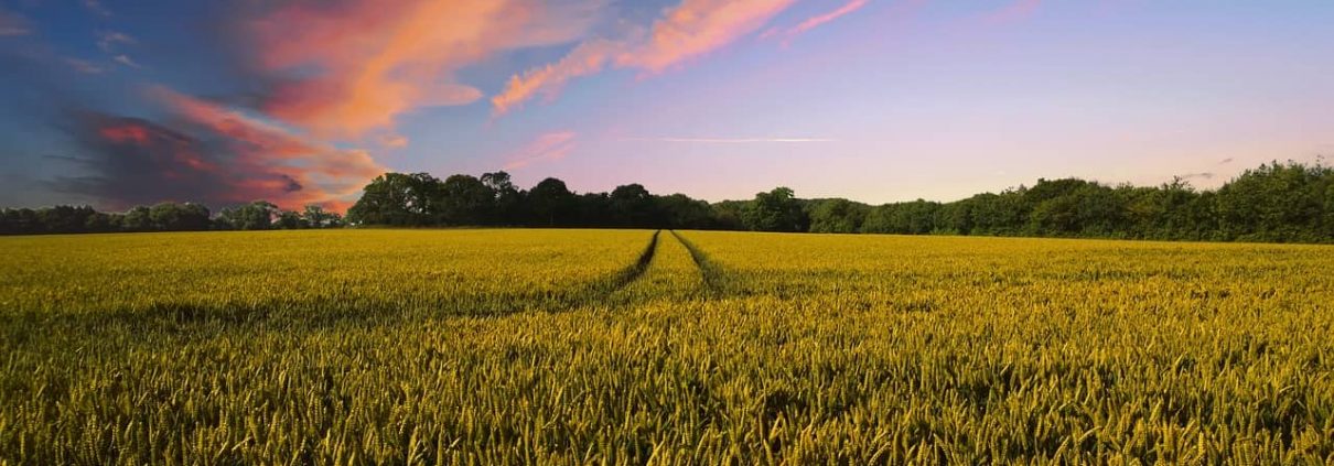 farmland and blue sky, Brexit affect farming