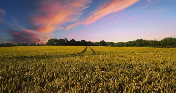 farmland and blue sky, Brexit affect farming