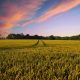 farmland and blue sky, Brexit affect farming